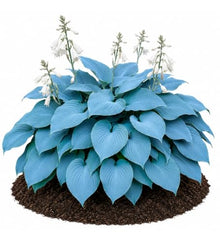 Votaniki Hosta Blue Mountains Bare Root Perennial Plant Intense Blue Gray Heart Shaped Foliage with White Summer Flowers for Shade Gardens Borders Containers and Landscapes