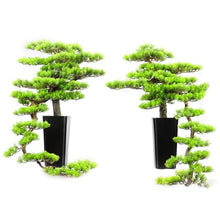 DUYHBAWRS Hotel Sample Room Creative Welcome Pine Bonsai Home Living Room Porch Bonsai Decoration