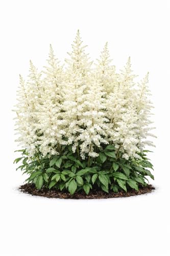 Votaniki Astilbe Avalanche Bare Root Perennial White Flowering Shade Plant Fragrant Plumes for Garden Borders Woodland Beds Cut Flower Landscaping Use (Pack of 25)