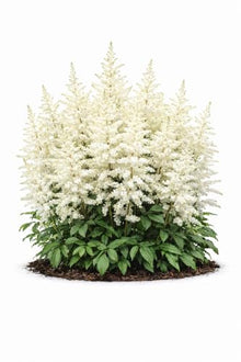 Votaniki Astilbe Avalanche Bare Root Perennial White Flowering Shade Plant Fragrant Plumes for Garden Borders Woodland Beds Cut Flower Landscaping Use (Pack of 25)