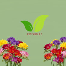 Votaniki's Single Freesia Mix Bulbs for Planting Fragrant Spring Flowers Colorful Trumpet Blooms for Garden Beds Containers Indoor Forcing Cut Flower Variety Outdoor (Pack of 250)