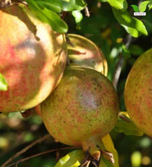 Votaniki Salavatski Pomegranate Live Fruit Plant 2 to 3 Ft Tall Cold Hardy Self Fertile Shrub with Large Red Arils for Home Orchards Edible Landscapes and Garden Growing