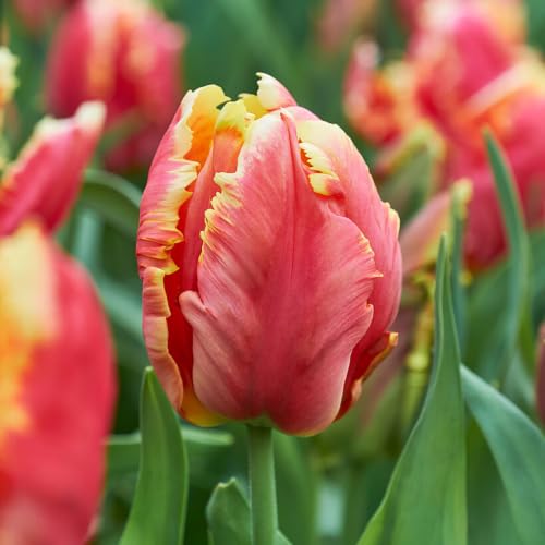 Garden State Bulb Dee Jay Parrot Tulip Flower Bulbs, 11/12cm (Bag of 250)