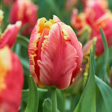 Garden State Bulb Dee Jay Parrot Tulip Flower Bulbs, 11/12cm (Bag of 250)