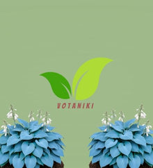 Votaniki Hosta Blue Mountains Bare Root Perennial Plant Intense Blue Gray Heart Shaped Foliage with White Summer Flowers for Shade Gardens Borders Containers and Landscapes