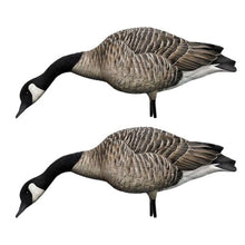 Avian-X AXP Honkers Full Body Canada Goose Decoys Pack - 4 Feeders & 2 Walkers, Flocked Heads, Ultra Realistic Paint Brown/Gray/White