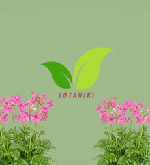Votaniki Hardy Gloxinia Incarvillea delavayi 2 Year Bare Root Pink Red Trumpet Flowers for Perennial Borders Rock Gardens Woodland Beds and Pollinator Landscapes
