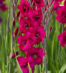 Votaniki Gladiolus Plum Tart Bulbs Deep Magenta Summer Flowering Sword Lily Tall Cut Flowers for Sunny Borders Garden Beds Bouquets and Outdoor Landscaping (Pack of 250)