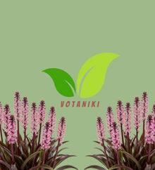 Votaniki Purple Reign Pineapple Lily Eucomis Top Size Bulb with Burgundy Foliage and Pink Mauve Flower Spikes for Patio Containers Borders Cut Flowers and Summer Gardens
