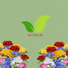 Votaniki's Double Freesia Mix Bulbs for Planting Ruffled Fragrant Blooms Vibrant Mixed Colors Spring Flowers for Containers Garden Beds Indoor Forcing Cut Flower Use (Pack of 250)