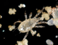 125,000 Predatory Mites Amblyseius andersoni Bottle
