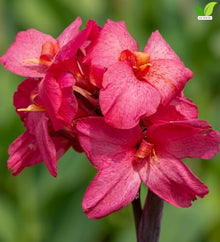 Votaniki Pink Beauty Canna Lily #1 Size Rhizome, Pink Mid Summer Flowers, 24 to 36 Inch Mature Height, Full Sun to Partial Shade, Spring Planting for Containers