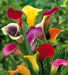 Votaniki Mixed Hybrid Calla Lily Top Size Bulbs for Summer Flowering, Multicolor Yellow Orange Red and White Blooms, Container and Cut Flower Garden Plant for Borders and Patio Displays