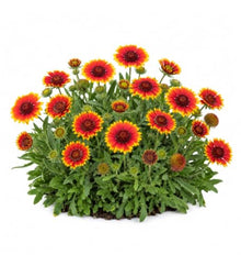 Votaniki Gaillardia aristata Arizona Sun Blanket Flower 3 Inch Root Starter Plant with Red and Yellow Blooms for Borders, Containers, Cut Flowers and Butterfly Gardens
