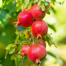 Votaniki Kara Bala Miursal Pomegranate Live Fruit Tree Plant 2 to 3 Ft Tall Cold Hardy Variety with Sweet Dark Red Fruit for Home Orchards Edible Gardens and Containers