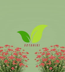 Votaniki Achillea Sassy Summer Sangria Yarrow #1 Size Root XXL Perennial Plant with Dark Red Flowers and Pollinator Friendly Summer Blooms for Borders Containers and Cut Gardens