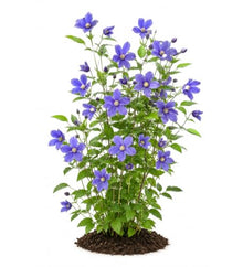 Votaniki Clematis Rain Dance Bush Clematis Grade 1 Root with Large Indigo Blue Flowers for Borders, Patio Containers, Cut Flower Gardens, Specimen Plantings and Garden Obelisks