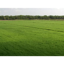 Maya Blackjack II Bermuda Grass Seed (50 Lbs.)