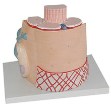 DACUDA Anatomy Model Skeletal Muscle Fiber Microanatomic (A)