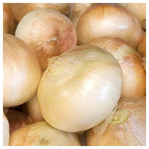 Everwilde Farms - 1 Lb Organic Walla Walla Onion Seeds - Gold Vault Packet