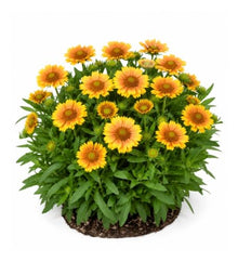 Votaniki Gaillardia aristata Arizona Apricot Blanket Flower 3 Inch Root Starter Plant with Apricot and Yellow Blooms for Borders, Containers, Cut Flowers and Butterfly Gardens