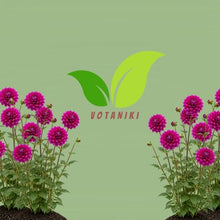 Votaniki Dahlia Le Baron Top Size Tubers Large Decorative Deep Purplish Red Fully Double Flowers Summer to Fall Bloom Plant for Borders Bouquets and Cut Flower Gardens (Pack of 25)