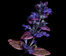 Classy Groundcovers: 75 Variegated Shade Plants that Deer Avoid