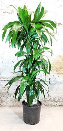 Dracaena Lisa Elegance Cane - Live Plant in a 10 Inch Pot - Dracaena Deremensis - Beautiful Easy Care Air Purifying Indoor Houseplant