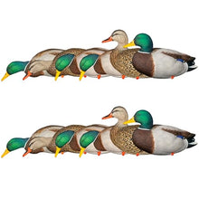 Avian-X AXP Full Body Mallards Decoy 18 Pack Multicolor