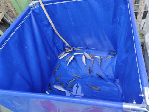 RENLXFI Backyard Above Ground Pool/Pond, PVC Canvas Fish Ponds with Steel Frame for Home Reservoir Breeding, Summer Waves Pools/Piscinas Grandes Familiares para Patios(159Gal/600L - 1x1x0.6m)