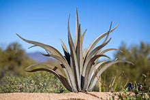 Desert Steel Octopus Agave Large Metal Yard Art 53”W x 35”H All Weather