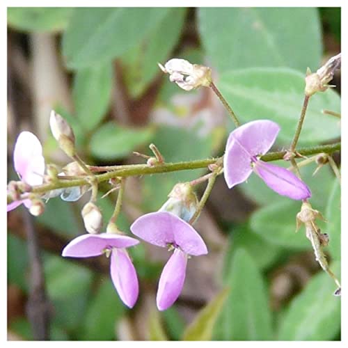 Everwilde Farms - 1/4 Lb Panicled Tick Trefol Native Wildflower Seeds - Gold Vault