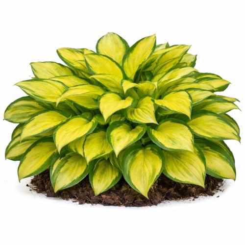 Votaniki Hosta Island Breeze Starter Plant Variegated Foliage Shade Loving Perennial Purple Flowers for Garden Borders Containers Woodland Shade Outdoor Growing (Pack of 25)