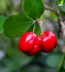 Votaniki Barbados Acerola Cherry Shrub Malpighia glabra 2 to 3 Feet Live Plant Produces Sweet Tart Edible Fruit for Patio Containers Outdoor Gardens and Edible Landscapes