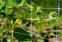 (x20) HORTOMALLAS Professional Grade Vegetable Support Trellis Netting Roll/Scrog Net Roll, 6-Feet and 7 Inches by 3280-Feet (79" x3280' / 2m x 1000m) (mesh 5.9"x6.7" / 15cm x 17cm)