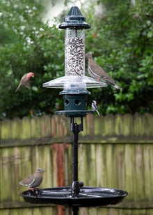 Complete Bird Feeding Station with Squirrel Buster Plus Squirrel-Proof Bird Feeder, Pole, Weather Guard & Seed Catcher Tray, Installed Height 7ft 2in
