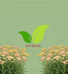 Votaniki Achillea Firefly Peach Sky Yarrow Live Perennial #1 Size Root XXL with Peach Orange Flowers Pollinator Friendly Plant for Borders Containers and Cut Flower Gardens