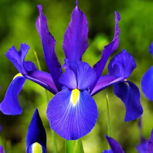 Dutch Iris ‘Telstar’ – Top-Size Bulbs for Fall Planting | Deep Blue Petals with Vibrant Yellow Accents, Hardy Dutch Variety Ideal for Borders, Beds, and Bright Spring Garden Color Displays