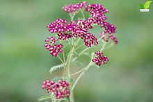 Votaniki Achillea Summerwine Yarrow Bare Root Perennial Wine Red Flowers Summer Blooming Drought Tolerant Plant for Garden Borders Cut Flower Outdoor Growing (Pack of 25)