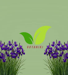Votaniki Iris sibirica Caesar's Brother Siberian Iris Top Size Grade #1 Bare Root, Deep Purple Flowers for Borders, Rain Gardens, Cut Flowers and Water Features