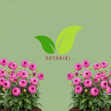 Votaniki Dahlia Little Robert #1 Size Tubers Pompon Flower Magenta Pink Blooms Summer to Fall Garden Plant for Borders Beds Containers Cut Flower Outdoor Full Sun Planting (Pack of 25)