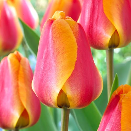 Garden State Bulb Darwin Hybrid Apeldoorn's Elite Tulip Flower Bulbs, 12/+ cm (Bag of 250)