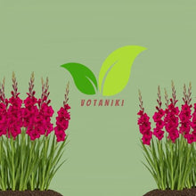 Votaniki Plum Tart Gladiolus Bulbs Large Purple Summer Blooms Tall Cut Flower Variety for Borders Containers Pollinator Gardens and Seasonal Landscape Displays