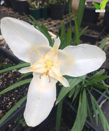 Votaniki Tigridia Pavonia Alba Immaculata Bulbs White Mexican Shell Flower Summer Bloom Garden Plants Cut Flower Use Sun to Part Sun Outdoor Planting (Pack of 100)