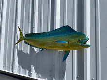Mount This Fish Company 37" Cow Dolphin Full Mount Fish Replica Wall Decor