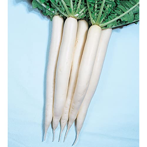 Kitazawa Seed Co Radish Seeds Mino Early 1 Lb ~176000 Seeds Non-GMO