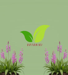 Votaniki White Chinese Ground Orchid Bletilla Striata Pink Bare Root Perennial with Violet Pink Spring Flowers for Woodland Shade Gardens Containers and Borders
