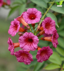 Votaniki Hardy Gloxinia Incarvillea delavayi 2 Year Bare Root Pink Red Trumpet Flowers for Perennial Borders Rock Gardens Woodland Beds and Pollinator Landscapes