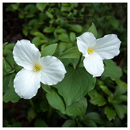 Everwilde Farms - 1/4 Lb White Trillium Native Wildflower Seeds - Gold Vault