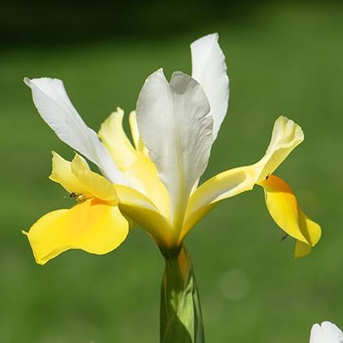 Dutch Iris ‘Coco Beach’ – Top-Size 8+ cm Bulbs for Fall Planting | White and Yellow Petals with Deep Golden-Orange Blotch | Hardy 50 cm Perennial Ideal for Garden Beds and Vibrant Cut Bouquets